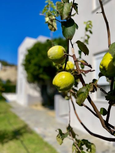 εικόνα_Viber_2025-03-22_07-51-31-019